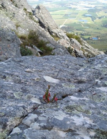 Erica plukenetii no lack of pluck